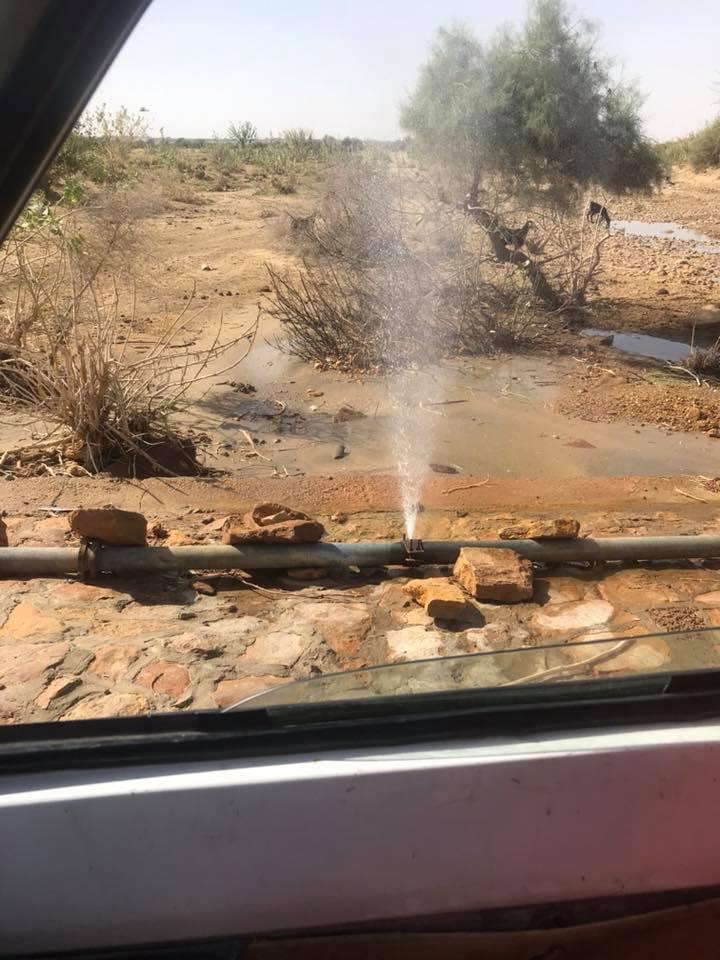 インド孔雀　インド